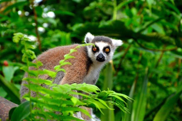Partez à la découverte des merveilles de madagascar !