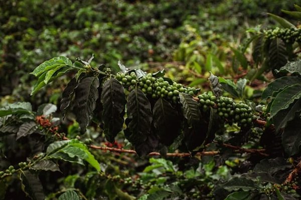 Comment organiser une visite des plantations de café en Colombie?